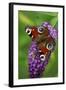 Peacock Butterfly Feeding on Buddleia Plant Blossom-null-Framed Photographic Print