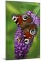 Peacock Butterfly Feeding on Buddleia Plant Blossom-null-Mounted Photographic Print