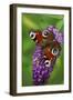 Peacock Butterfly Feeding on Buddleia Plant Blossom-null-Framed Photographic Print