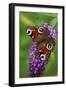 Peacock Butterfly Feeding on Buddleia Plant Blossom-null-Framed Photographic Print