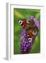 Peacock Butterfly Feeding on Buddleia Plant Blossom-null-Framed Photographic Print