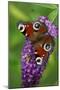 Peacock Butterfly Feeding on Buddleia Plant Blossom-null-Mounted Photographic Print