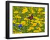 Peacock butterfly feeding on corn marigolds on agricultural headland. England, UK-Ernie Janes-Framed Photographic Print