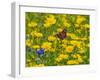Peacock butterfly feeding on corn marigolds on agricultural headland. England, UK-Ernie Janes-Framed Photographic Print