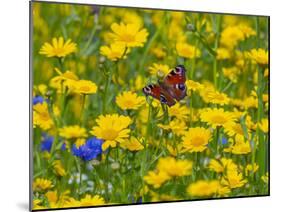 Peacock butterfly feeding on corn marigolds on agricultural headland. England, UK-Ernie Janes-Mounted Photographic Print