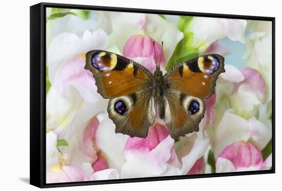 Peacock butterfly, Inachis io on pink snapdragons-Darrell Gulin-Framed Stretched Canvas