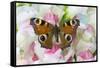Peacock butterfly, Inachis io on pink snapdragons-Darrell Gulin-Framed Stretched Canvas