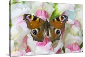 Peacock butterfly, Inachis io on pink snapdragons-Darrell Gulin-Stretched Canvas