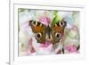 Peacock butterfly, Inachis io on pink snapdragons-Darrell Gulin-Framed Photographic Print