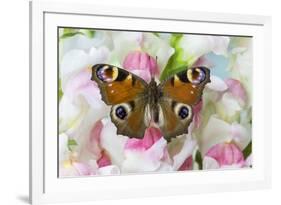 Peacock butterfly, Inachis io on pink snapdragons-Darrell Gulin-Framed Photographic Print