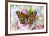 Peacock butterfly, Inachis io on pink snapdragons-Darrell Gulin-Framed Photographic Print