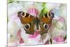 Peacock butterfly, Inachis io on pink snapdragons-Darrell Gulin-Mounted Photographic Print