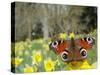 Peacock Butterfly (Inachis Io) on Wild Daffodil (Narcissus Pseudonarcissus), Wiltshire, England-Nick Upton-Stretched Canvas