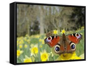 Peacock Butterfly (Inachis Io) on Wild Daffodil (Narcissus Pseudonarcissus), Wiltshire, England-Nick Upton-Framed Stretched Canvas