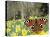 Peacock Butterfly (Inachis Io) on Wild Daffodil (Narcissus Pseudonarcissus), Wiltshire, England-Nick Upton-Stretched Canvas