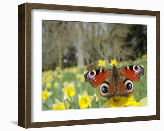 Peacock Butterfly (Inachis Io) on Wild Daffodil (Narcissus Pseudonarcissus), Wiltshire, England-Nick Upton-Framed Photographic Print