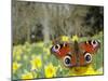 Peacock Butterfly (Inachis Io) on Wild Daffodil (Narcissus Pseudonarcissus), Wiltshire, England-Nick Upton-Mounted Photographic Print