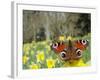 Peacock Butterfly (Inachis Io) on Wild Daffodil (Narcissus Pseudonarcissus), Wiltshire, England-Nick Upton-Framed Photographic Print