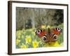 Peacock Butterfly (Inachis Io) on Wild Daffodil (Narcissus Pseudonarcissus), Wiltshire, England-Nick Upton-Framed Photographic Print