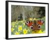 Peacock Butterfly (Inachis Io) on Wild Daffodil (Narcissus Pseudonarcissus), Wiltshire, England-Nick Upton-Framed Photographic Print