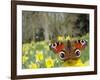 Peacock Butterfly (Inachis Io) on Wild Daffodil (Narcissus Pseudonarcissus), Wiltshire, England-Nick Upton-Framed Photographic Print