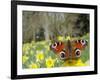 Peacock Butterfly (Inachis Io) on Wild Daffodil (Narcissus Pseudonarcissus), Wiltshire, England-Nick Upton-Framed Photographic Print