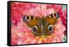 Peacock butterfly, Inachis io resting on colorful Dahlia flowers-Darrell Gulin-Framed Stretched Canvas