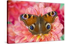 Peacock butterfly, Inachis io resting on colorful Dahlia flowers-Darrell Gulin-Stretched Canvas