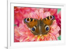 Peacock butterfly, Inachis io resting on colorful Dahlia flowers-Darrell Gulin-Framed Photographic Print