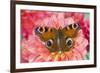 Peacock butterfly, Inachis io resting on colorful Dahlia flowers-Darrell Gulin-Framed Photographic Print