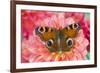 Peacock butterfly, Inachis io resting on colorful Dahlia flowers-Darrell Gulin-Framed Photographic Print