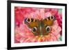 Peacock butterfly, Inachis io resting on colorful Dahlia flowers-Darrell Gulin-Framed Photographic Print