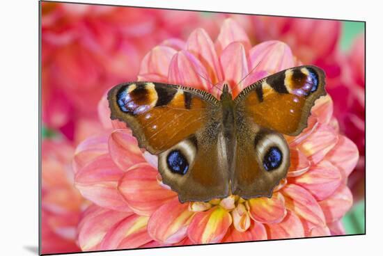 Peacock butterfly, Inachis io resting on colorful Dahlia flowers-Darrell Gulin-Mounted Photographic Print