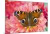 Peacock butterfly, Inachis io resting on colorful Dahlia flowers-Darrell Gulin-Mounted Photographic Print