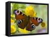 Peacock Butterfly on Fleabane Flowers, Hertfordshire, England, UK-Andy Sands-Framed Stretched Canvas