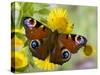 Peacock Butterfly on Fleabane Flowers, Hertfordshire, England, UK-Andy Sands-Stretched Canvas