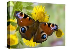 Peacock Butterfly on Fleabane Flowers, Hertfordshire, England, UK-Andy Sands-Stretched Canvas