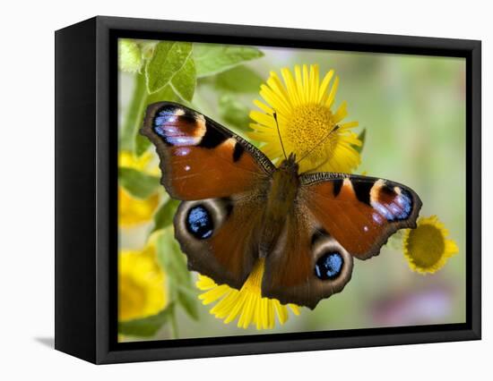 Peacock Butterfly on Fleabane Flowers, Hertfordshire, England, UK-Andy Sands-Framed Stretched Canvas