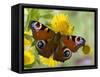 Peacock Butterfly on Fleabane Flowers, Hertfordshire, England, UK-Andy Sands-Framed Stretched Canvas