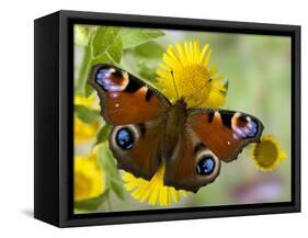 Peacock Butterfly on Fleabane Flowers, Hertfordshire, England, UK-Andy Sands-Framed Stretched Canvas