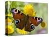 Peacock Butterfly on Fleabane Flowers, Hertfordshire, England, UK-Andy Sands-Stretched Canvas