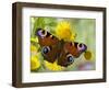 Peacock Butterfly on Fleabane Flowers, Hertfordshire, England, UK-Andy Sands-Framed Photographic Print