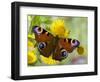 Peacock Butterfly on Fleabane Flowers, Hertfordshire, England, UK-Andy Sands-Framed Photographic Print