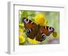 Peacock Butterfly on Fleabane Flowers, Hertfordshire, England, UK-Andy Sands-Framed Photographic Print