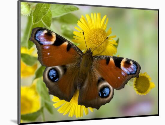 Peacock Butterfly on Fleabane Flowers, Hertfordshire, England, UK-Andy Sands-Mounted Photographic Print