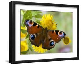 Peacock Butterfly on Fleabane Flowers, Hertfordshire, England, UK-Andy Sands-Framed Photographic Print