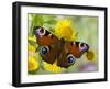 Peacock Butterfly on Fleabane Flowers, Hertfordshire, England, UK-Andy Sands-Framed Photographic Print