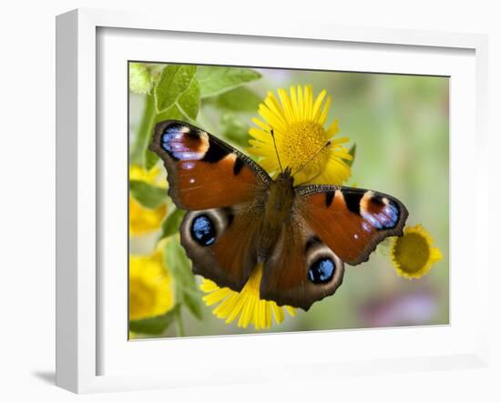 Peacock Butterfly on Fleabane Flowers, Hertfordshire, England, UK-Andy Sands-Framed Photographic Print