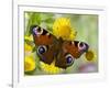 Peacock Butterfly on Fleabane Flowers, Hertfordshire, England, UK-Andy Sands-Framed Photographic Print