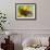 Peacock Butterfly on Fleabane Flowers, Hertfordshire, England, UK-Andy Sands-Framed Photographic Print displayed on a wall